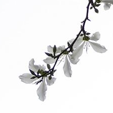 php數組排序并輸出